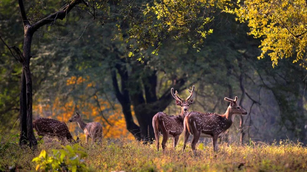 Bagdara Wildlife Sanctuary